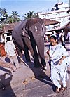 Temple Elephant