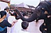 Devotees Seeking Blessings from an Elephant