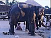 Temple Elephant, Udupi