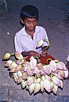 Boy Selling Lotus Buds