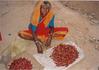 Woman Cleaning Byadagi Peppers