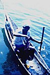 Fisherman in Sharavati