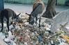 Donkeys Surviving on Trash