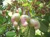 Tender Cashew Nuts