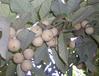 Nutmeg Fruits