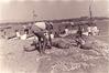 Fish being Dried