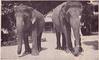 Indian Elephants