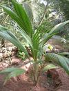 Young Coconut Plant