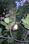 Cashew Fruits on  Trees