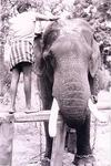 A Mahut Caring for an Elephant