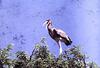 Painted Stork