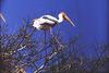 Painted Stork