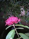 Patkal Flower