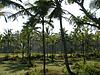 A Coconut Farm