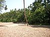 Areca-nuts being Dried