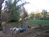 Horse Walking Behind a Bullock Cart