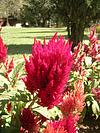 Lal Bagh Gardens