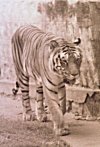 Tiger at Mysore Zoo