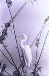 White Heron