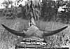 Buffalo-horn head gear, Madhya Pradesh