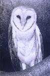 Picture of an Owl