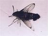 Spengidae Moth