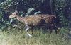 Wandering Spotted Deer