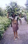 Forest Workers Fetching Leaves for Manure