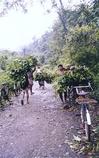 Forest Workers, Uttara Kannada