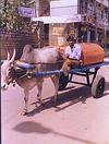 Kerosene Vendor