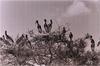 Storks of Kokkare Belluru Village