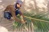 Man Weaving a Coconut Leaf into a Carpet