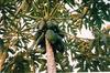 Papayas on the Tree