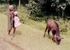 Cowherd on way to Yellapur