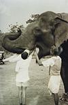 Vikas with elephant