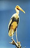 Painted Stork