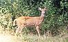 Deer at Bandipur