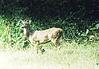 Deer at Bandipur