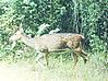 Deer in Bandipur National Forest