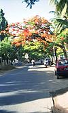 gulmohar in bangalore