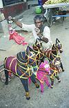 rajasthani toy seller