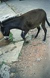 inspecting road