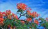 gluming gulmohar in blore roads