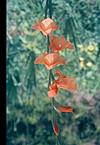 shimla flower