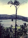 Coconut trees, river and hill