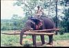 elephants carrying logs