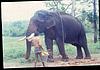 feeding the elephants