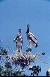 painted stork