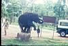 elephant training center