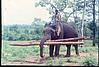 elephants carrying logs